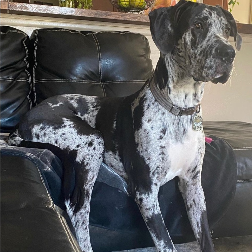 Meet your Posher - Picture 5 of 9